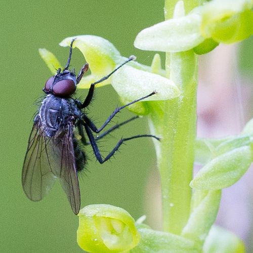 Fly feeding from an orchid flower (courtesy of Kiley Riffell)