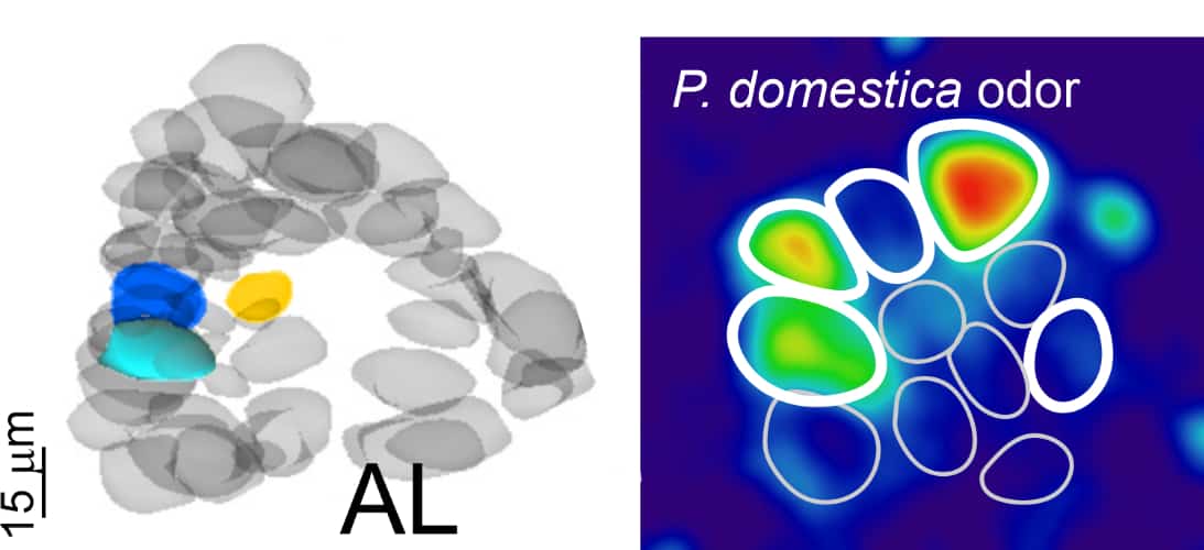 Coding of natural odors P. domestica odor