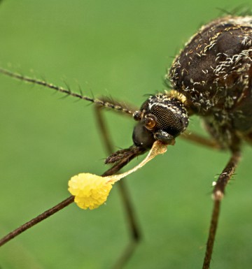 Ecological studies are a fundamental component of the lab’s research. Credit: Kiley Riffell.