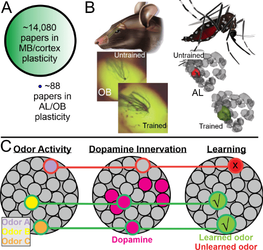 Learning and memory processes odor activity, Dopamine innervation and learning