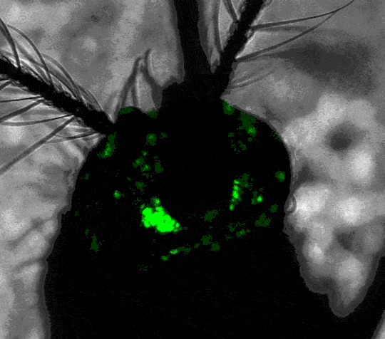 Mosquito visual system